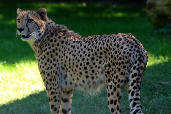 Gepard Opel Zoo Kronberg 2016