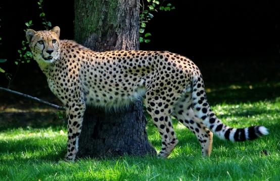 Gepard Opel Zoo Kronberg 2016