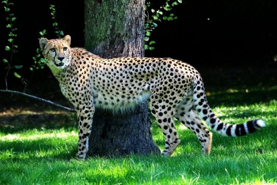 Gepard Opel Zoo Kronberg 2016