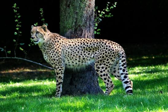 Gepard Opel Zoo Kronberg 2016