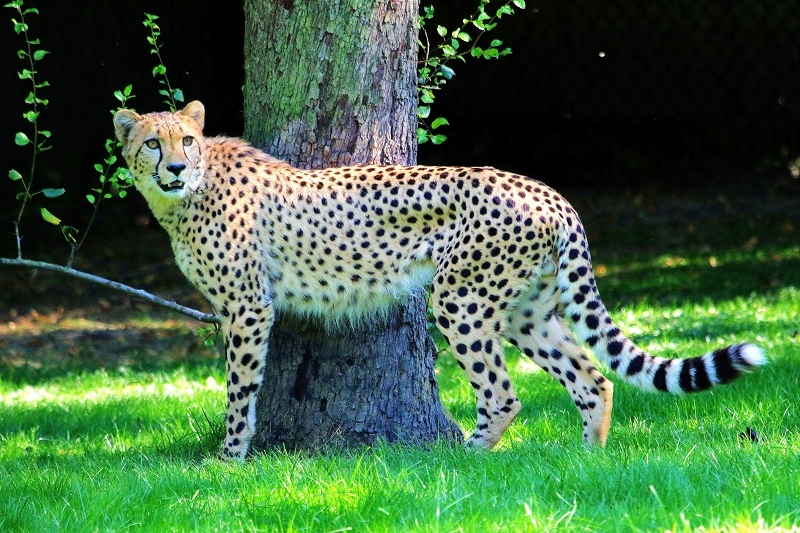 Foto des Monats September 2026 Gepard im Opel Zoo in Kronberg