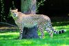Foto des Monats September 2026 Gepard Opel Zoo Kronberg