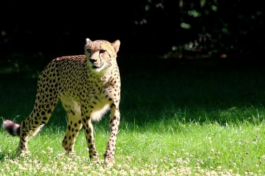 Gepard Opel Zoo Kronberg 2017 