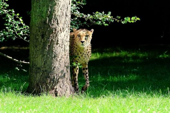 Gepard Opel Zoo Kronberg 2017 