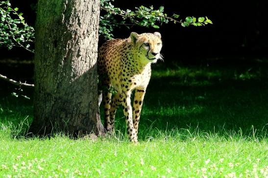 Gepard Opel Zoo Kronberg 2017 