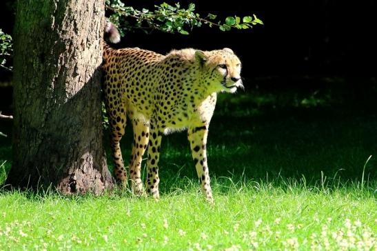 Gepard Opel Zoo Kronberg 2017 