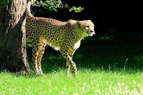 Gepard Opel Zoo Kronberg 2017 