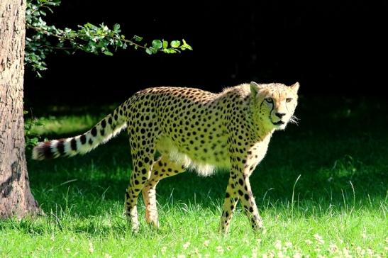 Gepard Opel Zoo Kronberg 2017 