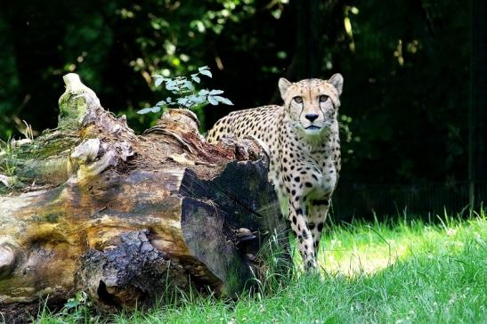 Gepard Opel Zoo Kronberg 2017 