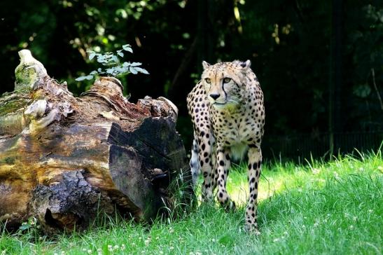 Gepard Opel Zoo Kronberg 2017 