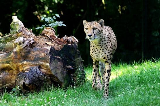 Gepard Opel Zoo Kronberg 2017 