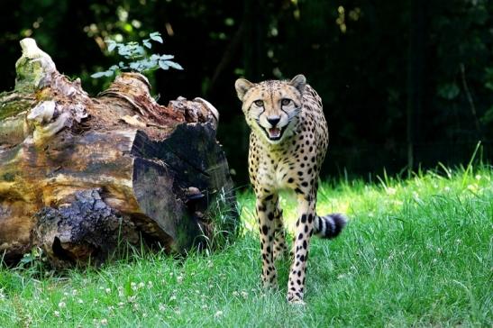 Gepard Opel Zoo Kronberg 2017 