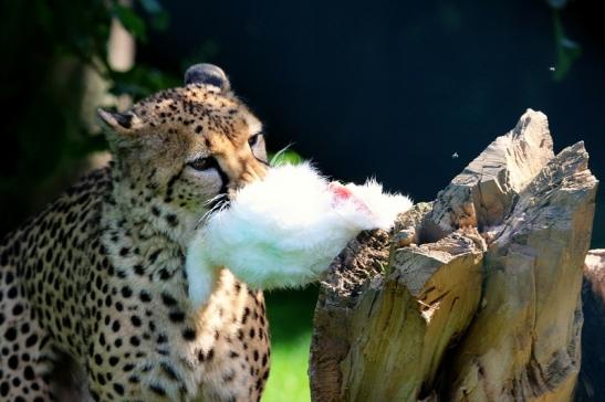 Gepard Opel Zoo Kronberg 2017 