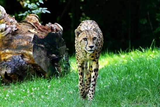 Gepard Opel Zoo Kronberg 2017 