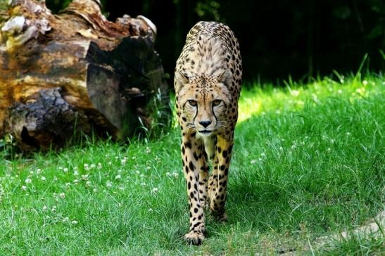 Gepard Opel Zoo Kronberg 2017 