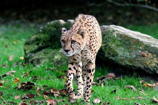 Gepard Opel Zoo Kronberg 2017 