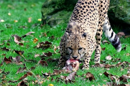 Gepard Opel Zoo Kronberg 2017 