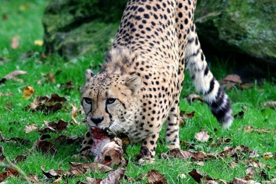 Gepard Opel Zoo Kronberg 2017 