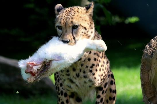 Gepard Opel Zoo Kronberg 2017 