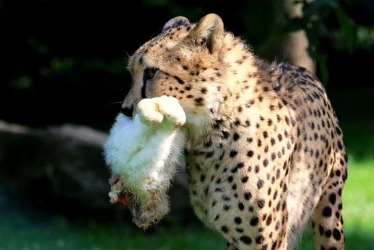 Gepard Opel Zoo Kronberg 2017 