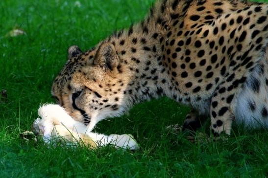 Gepard Opel Zoo Kronberg 2017 