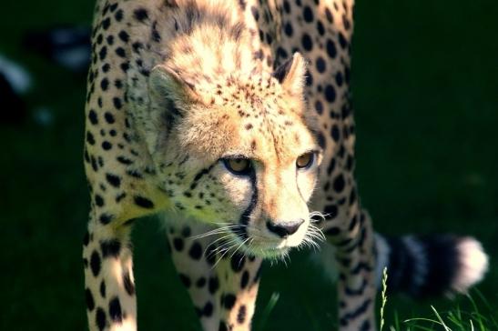 Gepard Opel Zoo Kronberg 2017 