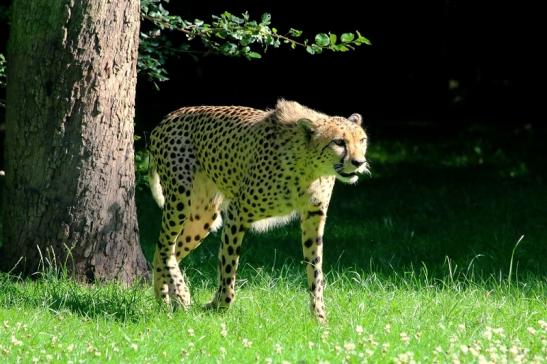 Gepard Opel Zoo Kronberg 2017 