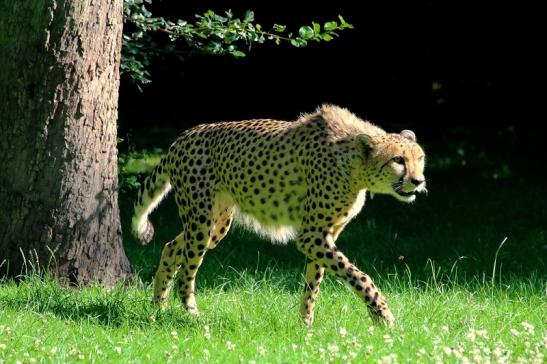 Gepard Opel Zoo Kronberg 2017 