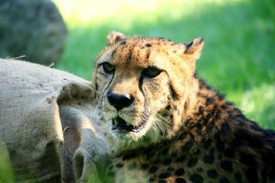 Gepard Opel Zoo Kronberg 2010