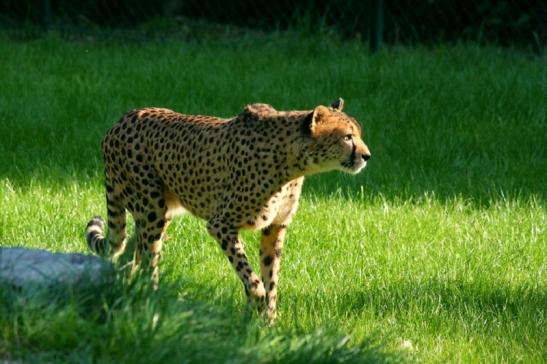 Gepard Opel Zoo Kronberg 2010