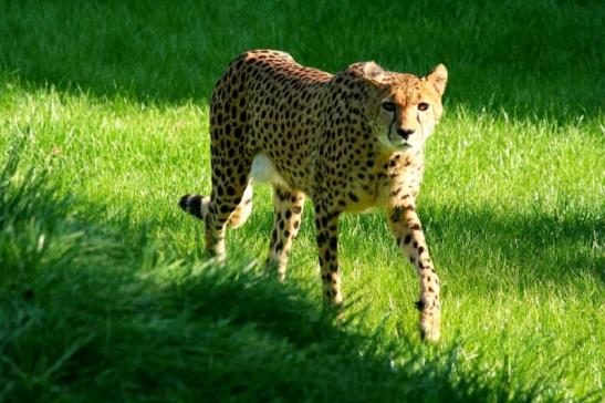 Gepard Opel Zoo Kronberg 2010