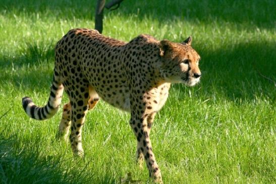 Gepard Opel Zoo Kronberg 2010