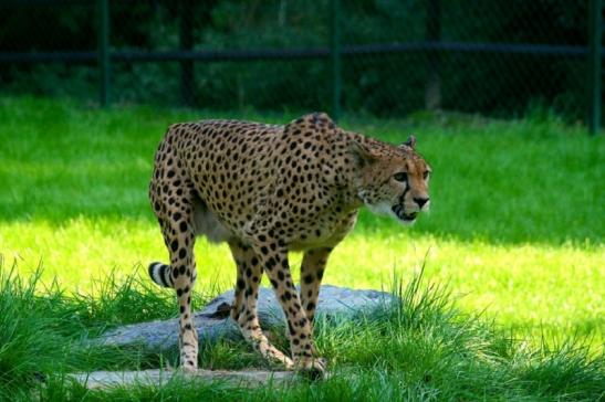 Gepard Opel Zoo Kronberg 2010