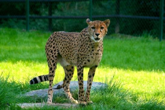 Gepard Opel Zoo Kronberg 2010