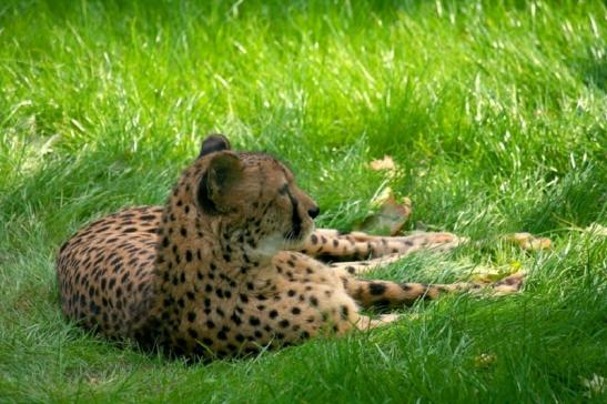 Gepard Opel Zoo Kronberg 2010