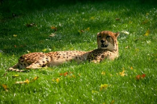 Gepard Opel Zoo Kronberg 2010