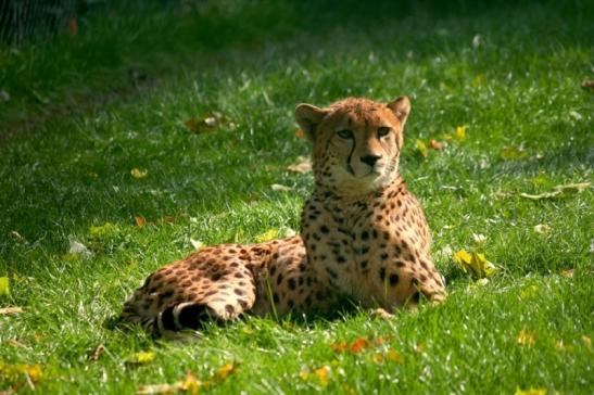 Gepard Opel Zoo Kronberg 2010