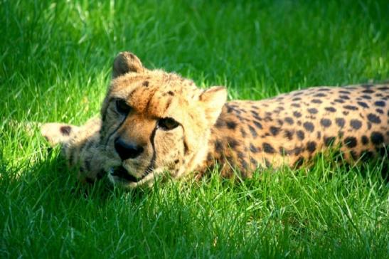 Gepard Opel Zoo Kronberg 2010