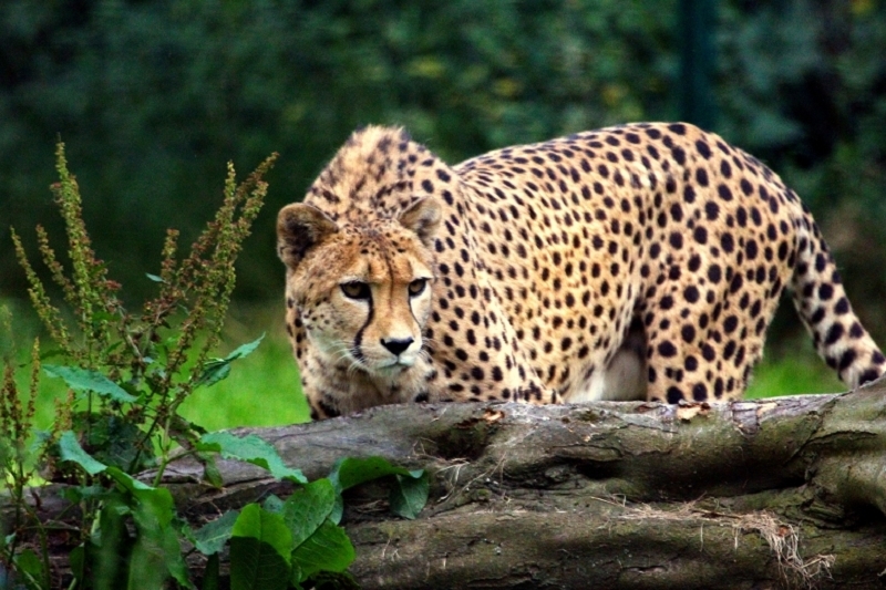 Gepard Opel Zoo Kronberg 2012