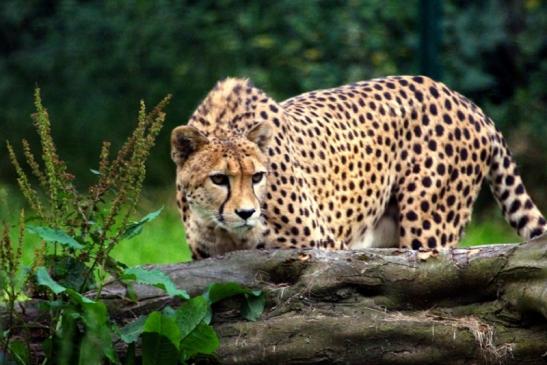 Gepard Opel Zoo Kronberg 2012