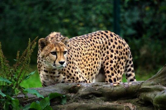 Gepard Opel Zoo Kronberg 2012