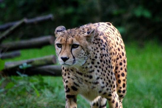 Gepard Opel Zoo Kronberg 2012