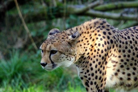 Gepard Opel Zoo Kronberg 2012