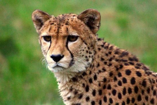 Gepard Opel Zoo Kronberg 2012