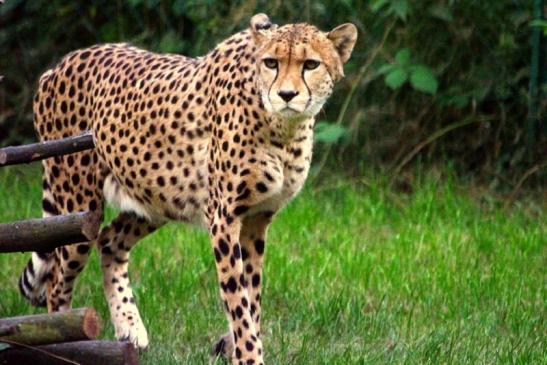 Gepard Opel Zoo Kronberg 2012