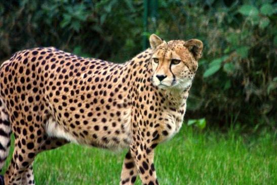 Gepard Opel Zoo Kronberg 2012