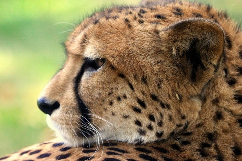 Gepard Opel Zoo Kronberg 2012