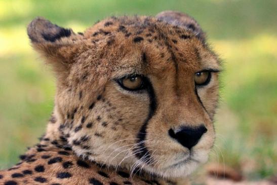 Gepard Opel Zoo Kronberg 2012