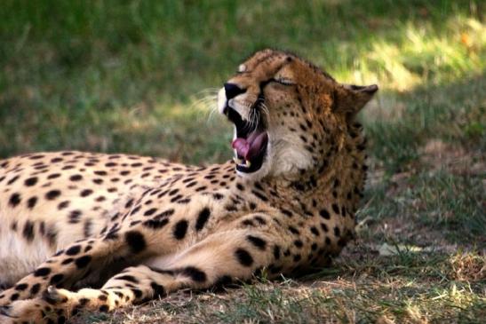 Gepard Opel Zoo Kronberg 2012