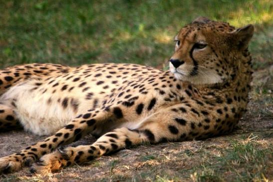 Gepard Opel Zoo Kronberg 2012